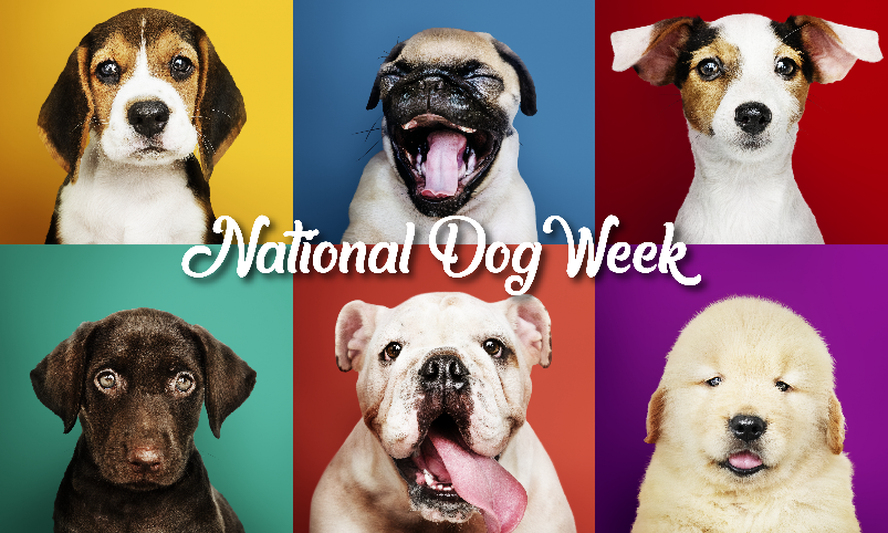 Accdvm's tweet photo. It’s #NationalDogWeek! Help us highlight our beloved clients by sharing their photo below: https://t.co/uB4WeUn7de