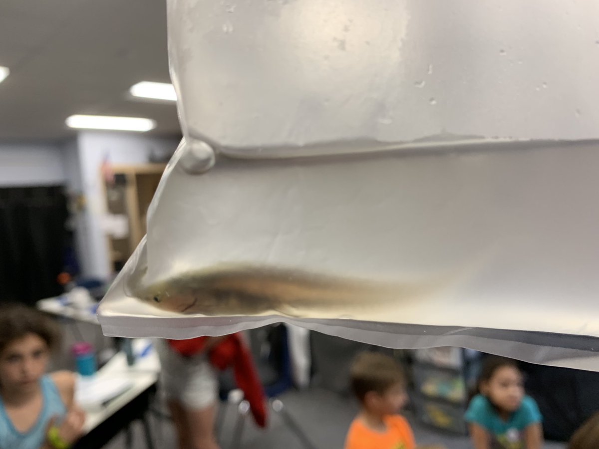 SundhInnovates's tweet photo. Meet captain- our tadpole! #GrowAFrog #d70shinyapple #d70raptors https://t.co/ce5wzEuyuw