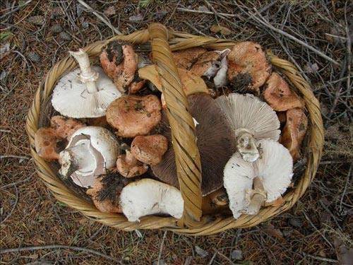 El_Concurso's tweet image. El otoño es una de las épocas de más encanto en Soria, a la tranquilidad que se respira y las temperaturas agradables, se une el maravilloso contraste de colores en los paisajes que nos rodean. ¡Y como no acordarnos de la micología, uno de los grandes tesoros de nuestros bosques!