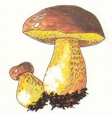 El_Concurso's tweet image. En Camping El Concurso expedimos permisos recreativos de recolección de setas (sin gastos de tramitación para nuestros alojados). #Otoño #Micología #Abejar #Soria