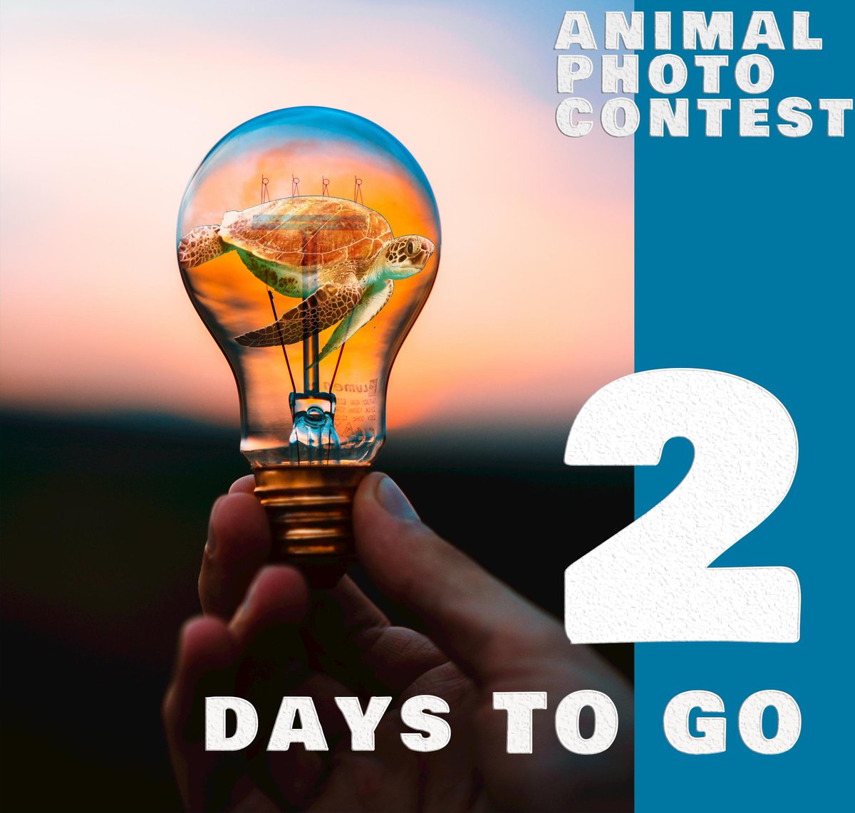 Our next PhotoDirector Photo Contest starts this Wednesday. 

 #cyberlink #photodirector #photo #photoediting #photoeffects #effects #photography #contest #photocontest