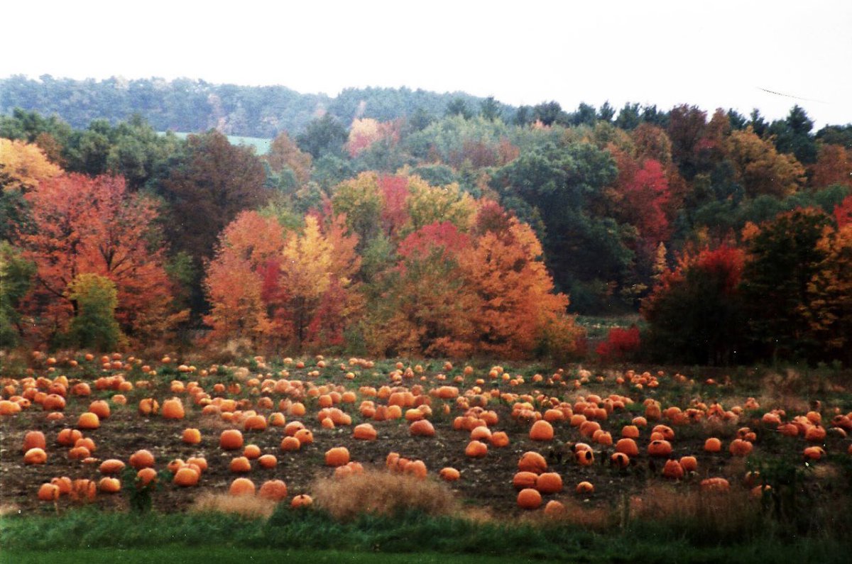 coffee_words's tweet photo. 🍂🍁 #FirstDayofFall https://t.co/hJk9DtGveD