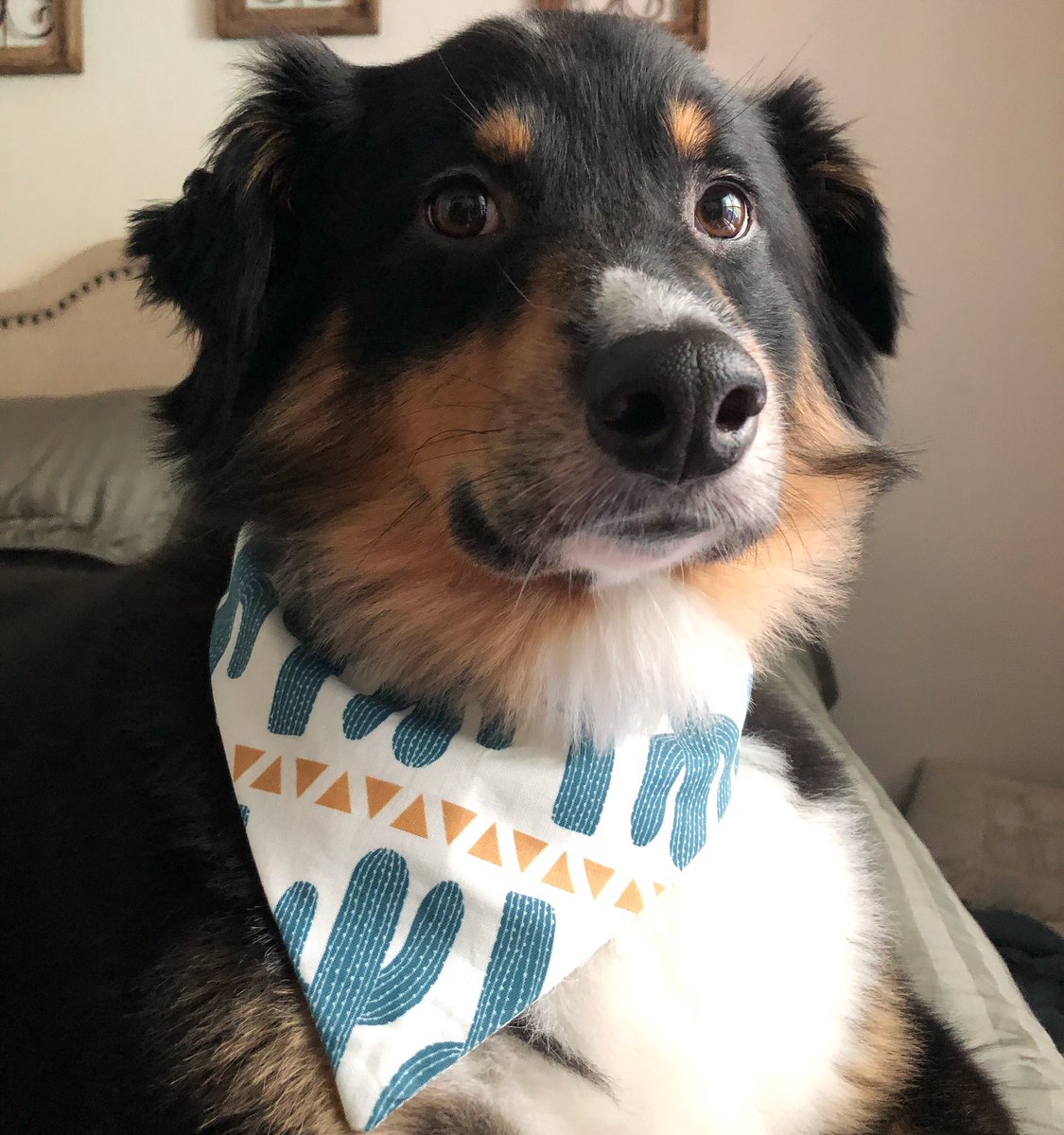 thebarkblogger's tweet photo. The face you make when @thepetscoutshop bandanas are out! 🍂🍁 Use BARK10 for some $ off 😋 #thepetscoutshop #dogbandanas https://t.co/KwtDyZyIMh