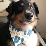 Photo by The Bark Blogger (@thebarkblogger)