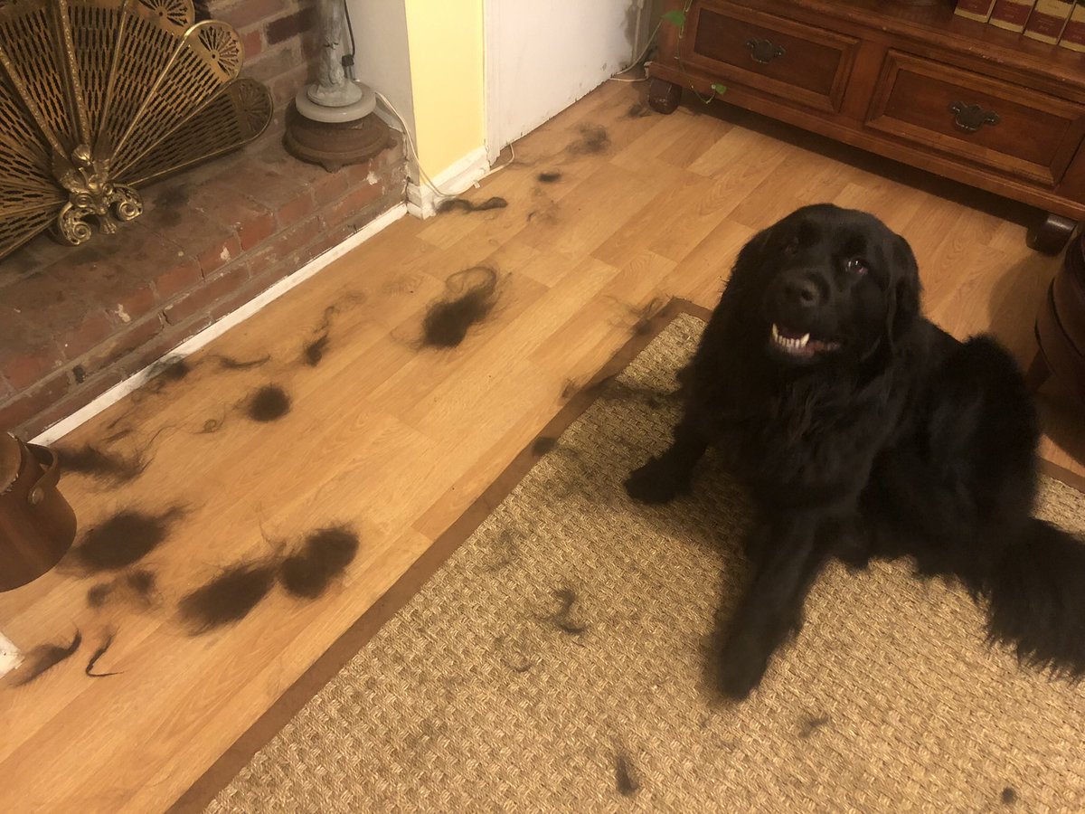 Brian Sims On Twitter Some Dogs Like Me Have Long Hair And