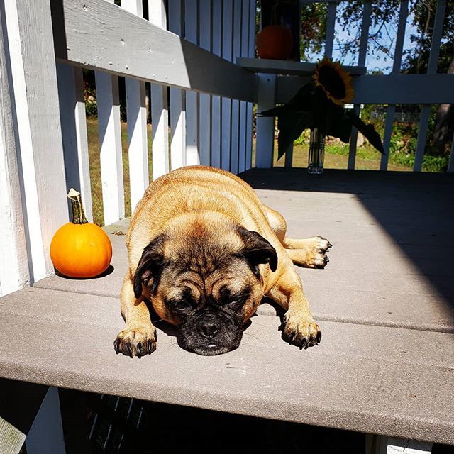 Lisapatb's tweet photo. Hunter is tired today in this heat. It sure does not feel like the first day of fall. Is it warm in your neck of the woods too?
-
-
-
-
#happyfall #happyautumnequinox #autumnvibes #autumnishere #fallarrived #dogsofinstagram #dogsofsocialmedia #dogslife #… https://t.co/XZeZQslySN https://t.co/PppXpfwguc