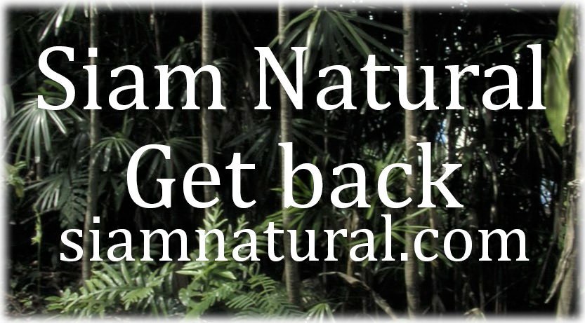 #holistic #HealthForAll is about #prevention &amp; can be as simple as daily #fresh #organic #teas and/or #smoothies, #natural #nutrition, #meditation - 30 min, walking - 30 min. #Feel #better - #live #longer #disease #prevention 
Siam Natural Organics siamnatural.com