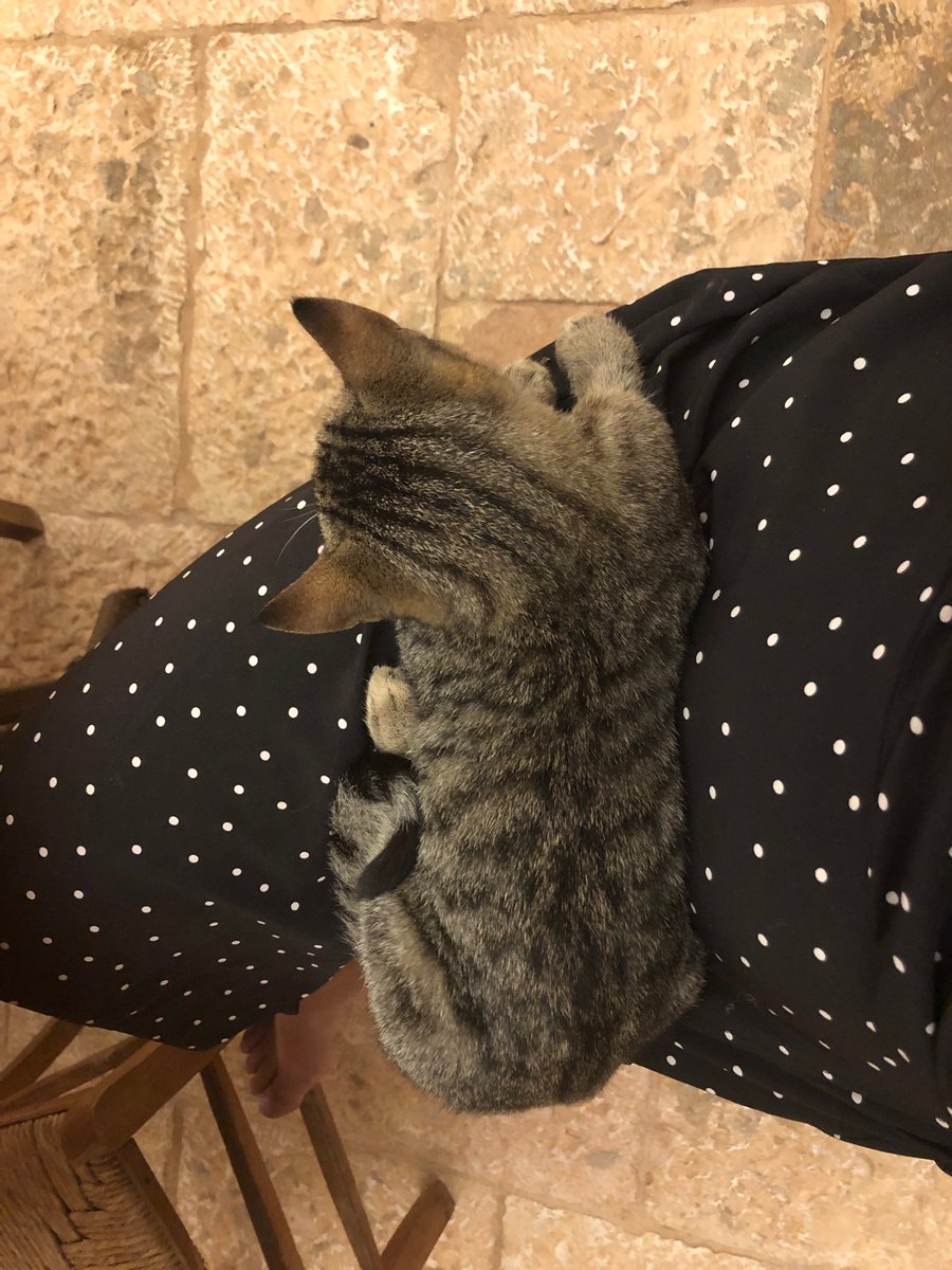 SugarLesswithC's tweet image. My little buddy for the week.