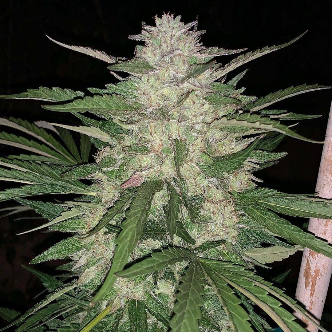 EQGenetics's tweet photo. Melted Gelato (Gelato 33 x Glue Bx3) grown and photographed by Seymour Cutts. #seymourcutts #meltedgelato #eqgenetics https://t.co/h4gtdX5hn2