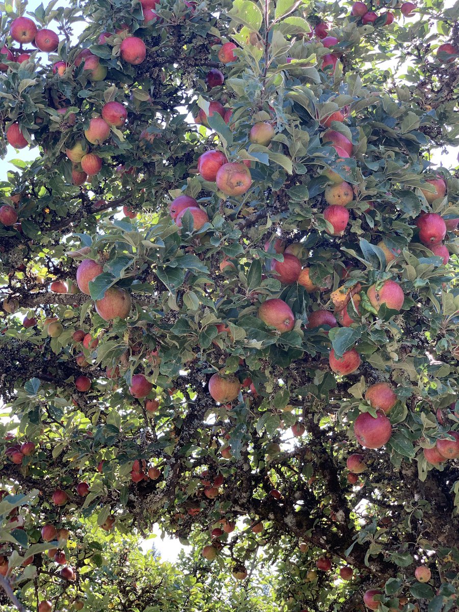 So many apples. A perfect sight on the first day of fall! 🍎 

Join us this Sunday, Sept 29 for the annual Cider Harvest Festival here at the orchard. We’ll be hosting over 16 BC craft cideries for an afternoon tasting event. Get tickets: merridale.ca/events/2019-ci…

#MerridaleMakes