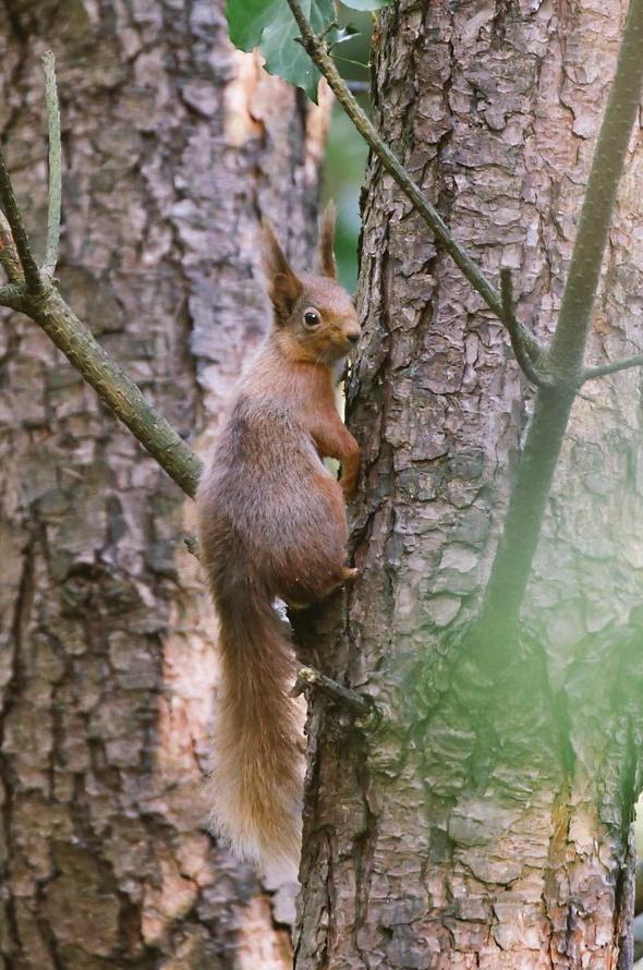 Its #RedSquirrelWeek !
Join me for walk/talks out on the @NTMountstewart demesne with our team this Saturday (walks start at 10 and 12) book on via our events line
Also in October there is a special early doors session at the hide. nationaltrust.org.uk/events/917fda3…
(📸AKennedy)