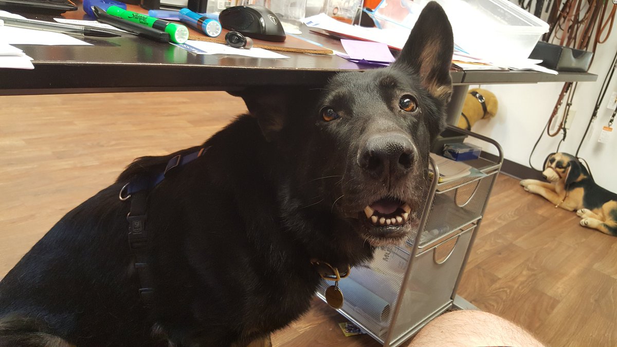 This just in.There are hungry dogs out there.And in here.Particularly in here.Under your desk. Look down.Oh, hi! I didn't see you there! I'm just a v. v. good  #officedog boy who has never been fed ever wouldn't it be weird if you had treats?