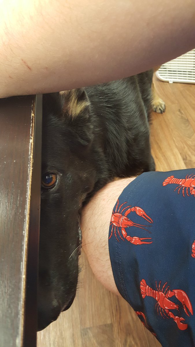 This just in.There are hungry dogs out there.And in here.Particularly in here.Under your desk. Look down.Oh, hi! I didn't see you there! I'm just a v. v. good  #officedog boy who has never been fed ever wouldn't it be weird if you had treats?