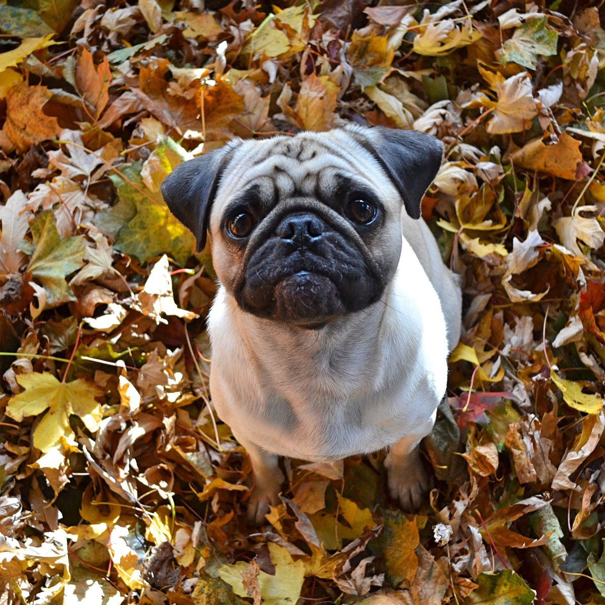 DaPuglet's tweet photo. Happy Autumn! #pug #pugs #dog #dogs #dogsoftwitter #autumn #Fall2019 #leaves #cute #FirstDayofAutumn https://t.co/Qx7MvEeTks
