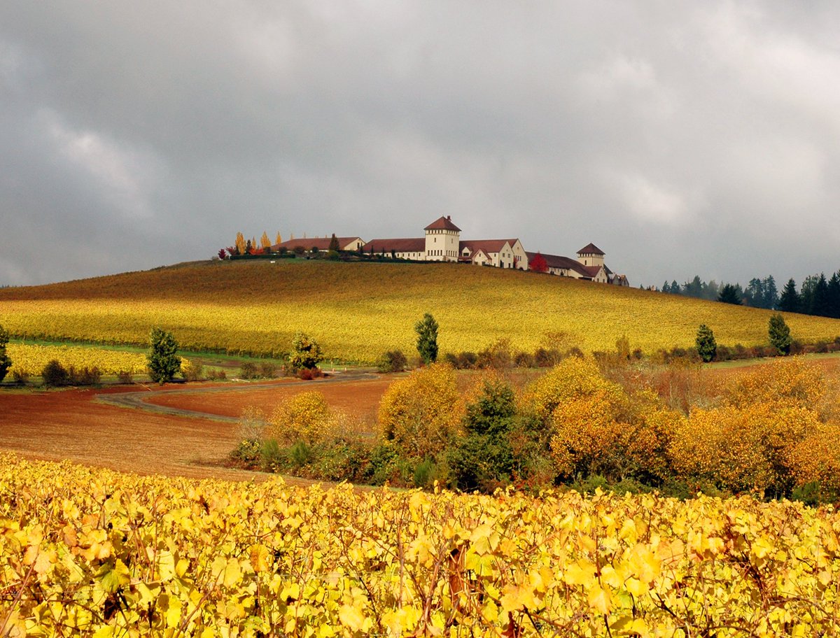 "Autumn is a second spring when every leaf is a flower."      ~ Albert Camus 📷: Autumn vineyard at <a href="/KingEstate/">King Estate Winery</a>