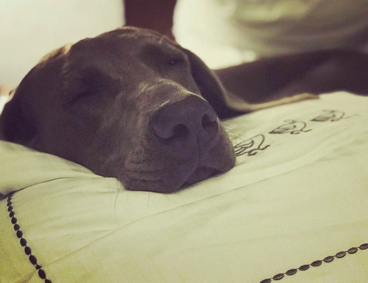 PeabodyMemphis's tweet photo. Monday is the perfect day for a good snooze. 💤 #PeabodyPets #PreferredPets https://t.co/qjiphJNLaz