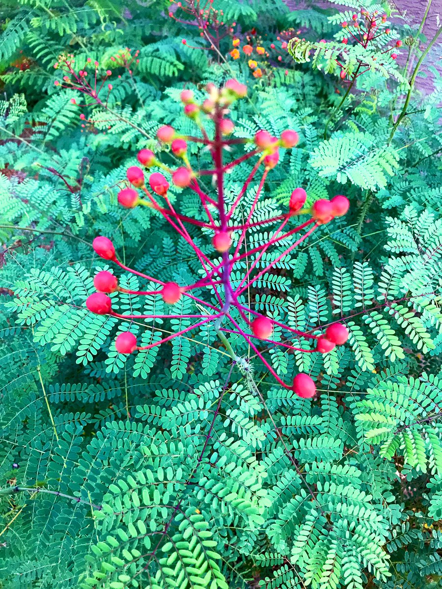 ShoobieAnn's tweet image. #WelcomeFall #firstdayofall in #AZ and the #redbirdofparadise is getting ready to bloom! #fallcolors #inthedessert - Also, 1.34 inches of rain fell in my town last night &amp;amp; this morning!