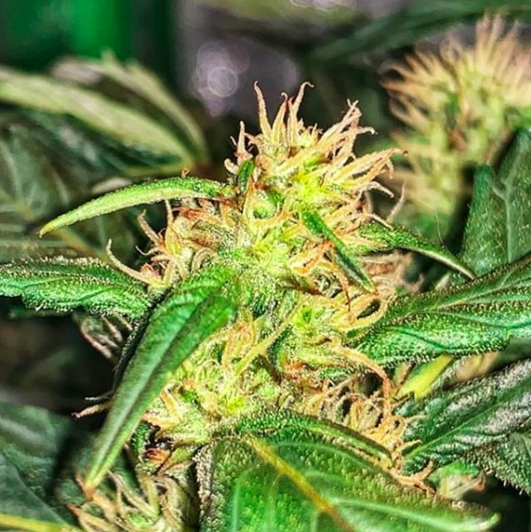 GrowersChoiceUS's tweet photo. #CriticalPurple from @showmegreen77. This popular indica strain comes with soothing and relaxing effects. https://t.co/DnsxB1XgGx