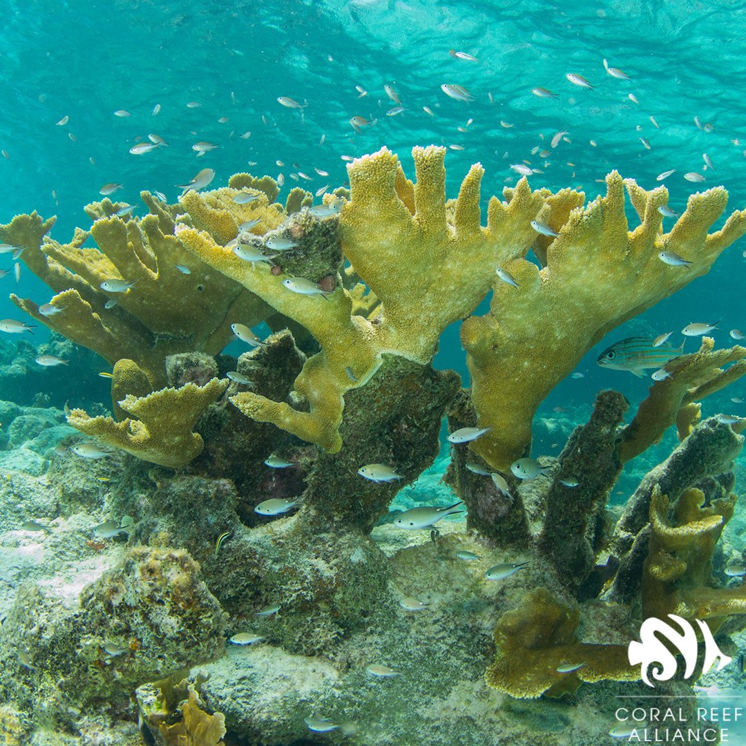 coral_org's tweet photo. This is our kind of #MondayMotivation- a beautiful yet #endangered Elkhorn coral in Bonaire. Corals like this one motivate us everyday to #savecoralreefs. https://t.co/dLy3nOFiOF