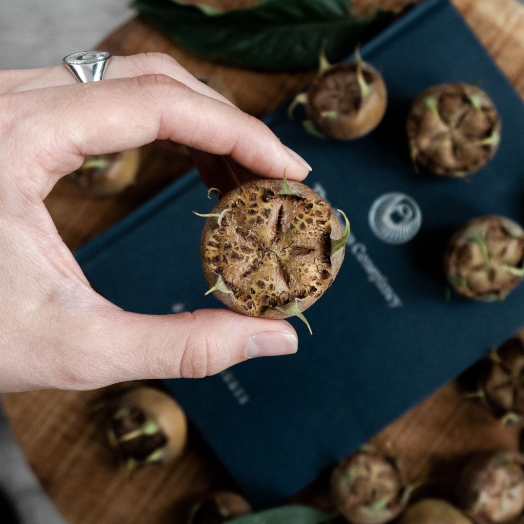 thegreenco's tweet photo. Look at this beautiful dog's butt! Also known as the #medlar fruit. But dog's butt has a certain ring to it and using it in normal conversation is a treat for everyone.
FUN FACT: In Romeo and Juliet Shakespeare refers to the Medlar fruit an ¨open-arse fruit¨. You´re welcome. https://t.co/Wg7gmtauH7