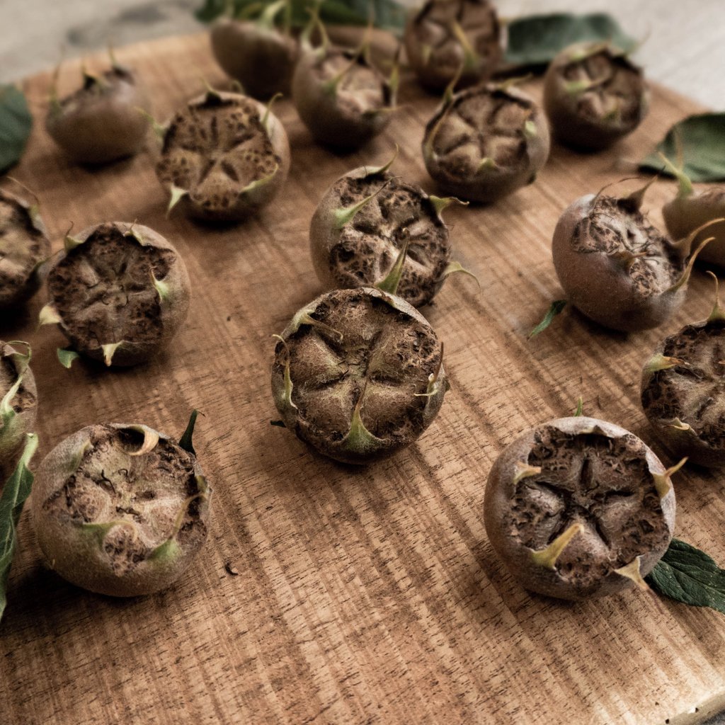 thegreenco's tweet photo. Look at this beautiful dog's butt! Also known as the #medlar fruit. But dog's butt has a certain ring to it and using it in normal conversation is a treat for everyone.
FUN FACT: In Romeo and Juliet Shakespeare refers to the Medlar fruit an ¨open-arse fruit¨. You´re welcome. https://t.co/Wg7gmtauH7