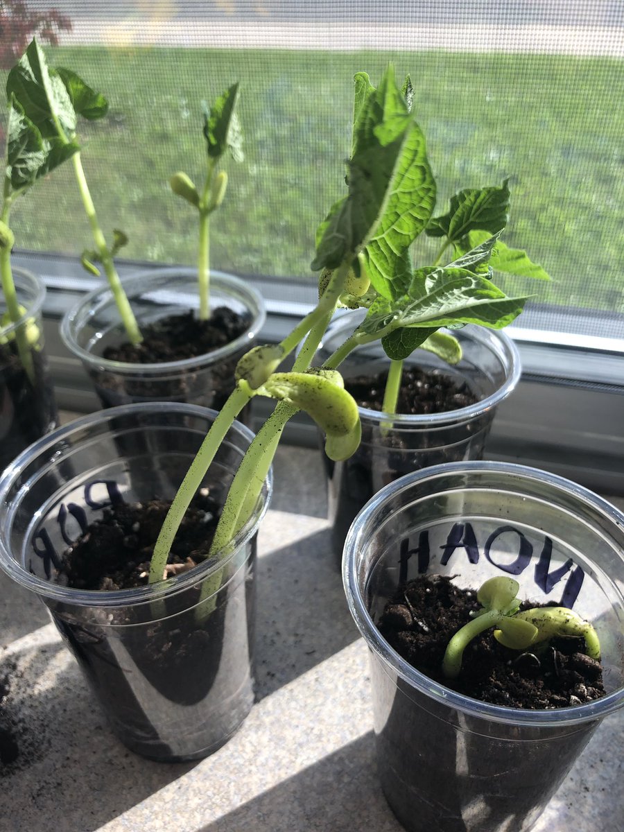 ashley_garofalo's tweet photo. En troisième année nous apprenons le cycle de vie d’une plante. Nous avons commencé avec une graine de haricot que nous avons germé. Regardes comment nos plantes poussent ! Ils sont maintenant des jeunes plantes 🌱 @tbcschools_STMT @tbc_schools #gradethreeplants #grade3FI https://t.co/i5eAPqdR4z