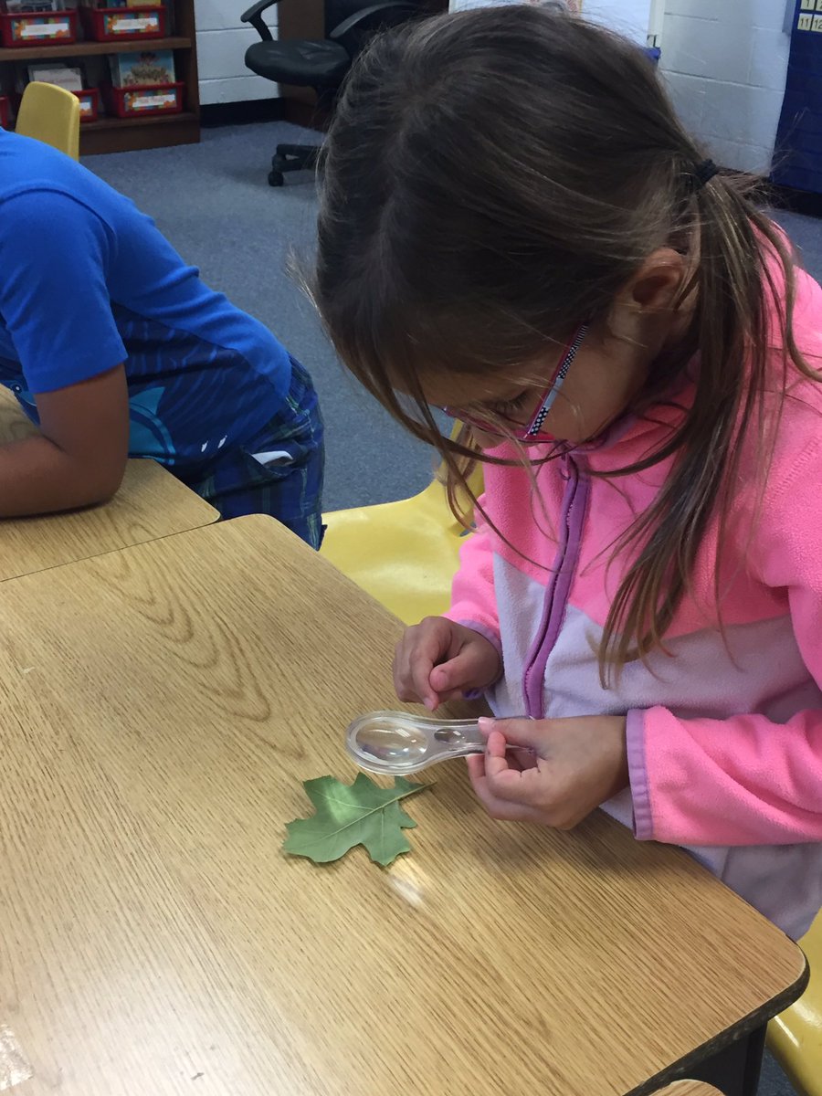 BowersOakHill's tweet image. First grade scientists observe leaves from our school yard @oakhilles #soaringintoscience