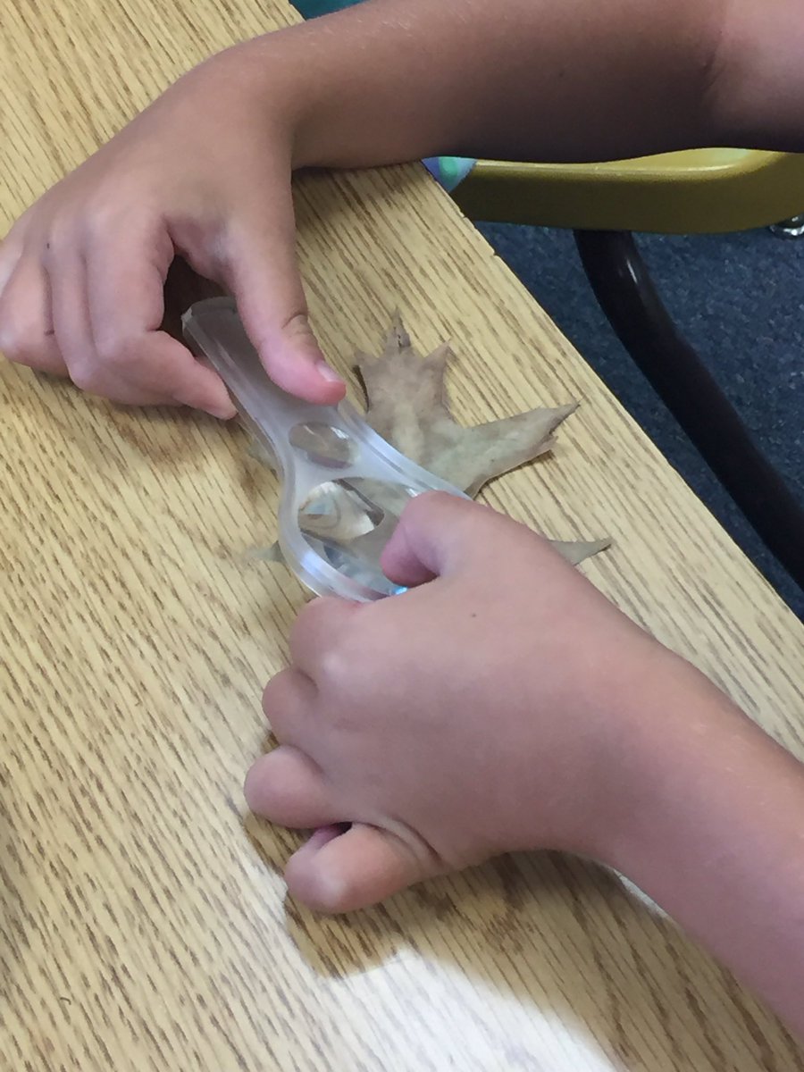 BowersOakHill's tweet image. First grade scientists observe leaves from our school yard @oakhilles #soaringintoscience