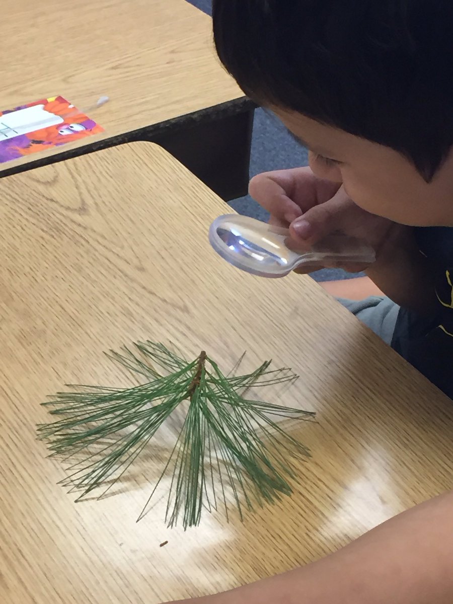 BowersOakHill's tweet image. First grade scientists observe leaves from our school yard @oakhilles #soaringintoscience
