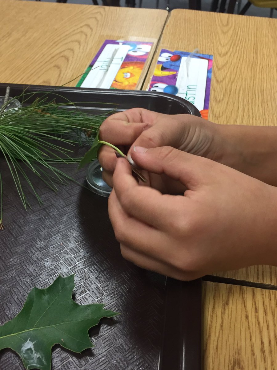 BowersOakHill's tweet image. First grade scientists observe leaves from our school yard @oakhilles #soaringintoscience