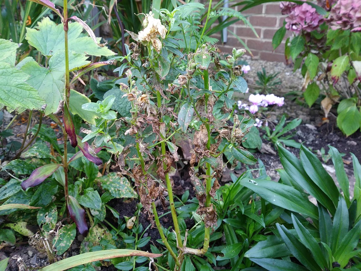 FastessonSmith's tweet image. @I'm not sure what happened to the snapdragons this year. This time last year they were a show, flowering well into October. This year's batch, grown from seed, have been a disaster! #GardensHour