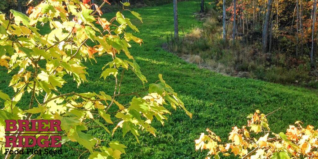 LaCrosseSeed's tweet photo. It's officially the #FirstDayofFall! ๐ How many deer have you seen in your #BrierRidge food plots? ๐ฆ #superiorperformance #nutrition #trophybucks https://t.co/Dp3T92uaPU