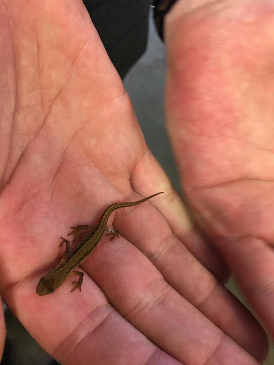 Corby U4C2 tweet media