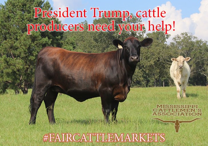 MSCattlemen's tweet photo. Dear @realDonaldTrump 

We are taking part in a Twitter campaign to draw your attention the current state of cattle markets. We ask you to work with cattlemen to achieve #FairCattleMarkets https://t.co/XteL48RFYh