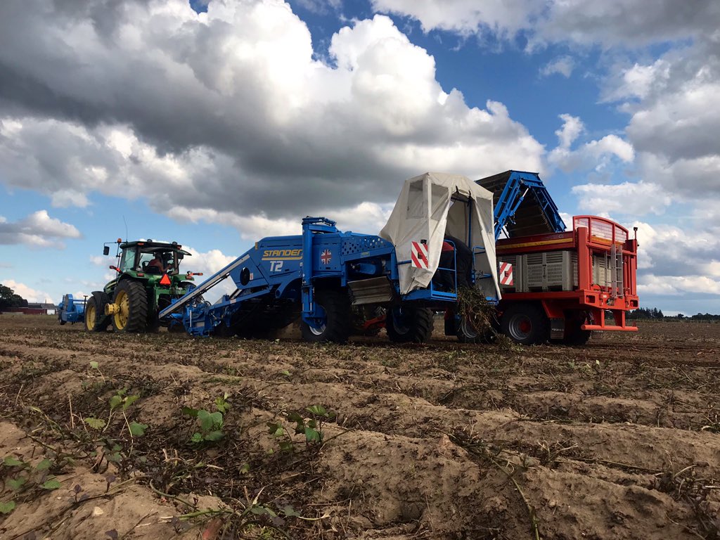It’s sweet potato time! You’ll find these babies in your <a href="/freshfromfarmON/">Fresh From The Farm</a> vegetable bundles! Haven’t enrolled in the fundraiser yet? Don’t panic! The deadline is this Friday, September 27th. You won’t want to miss out! #ontag #harvest19 #farm365 #sweetpotatoes