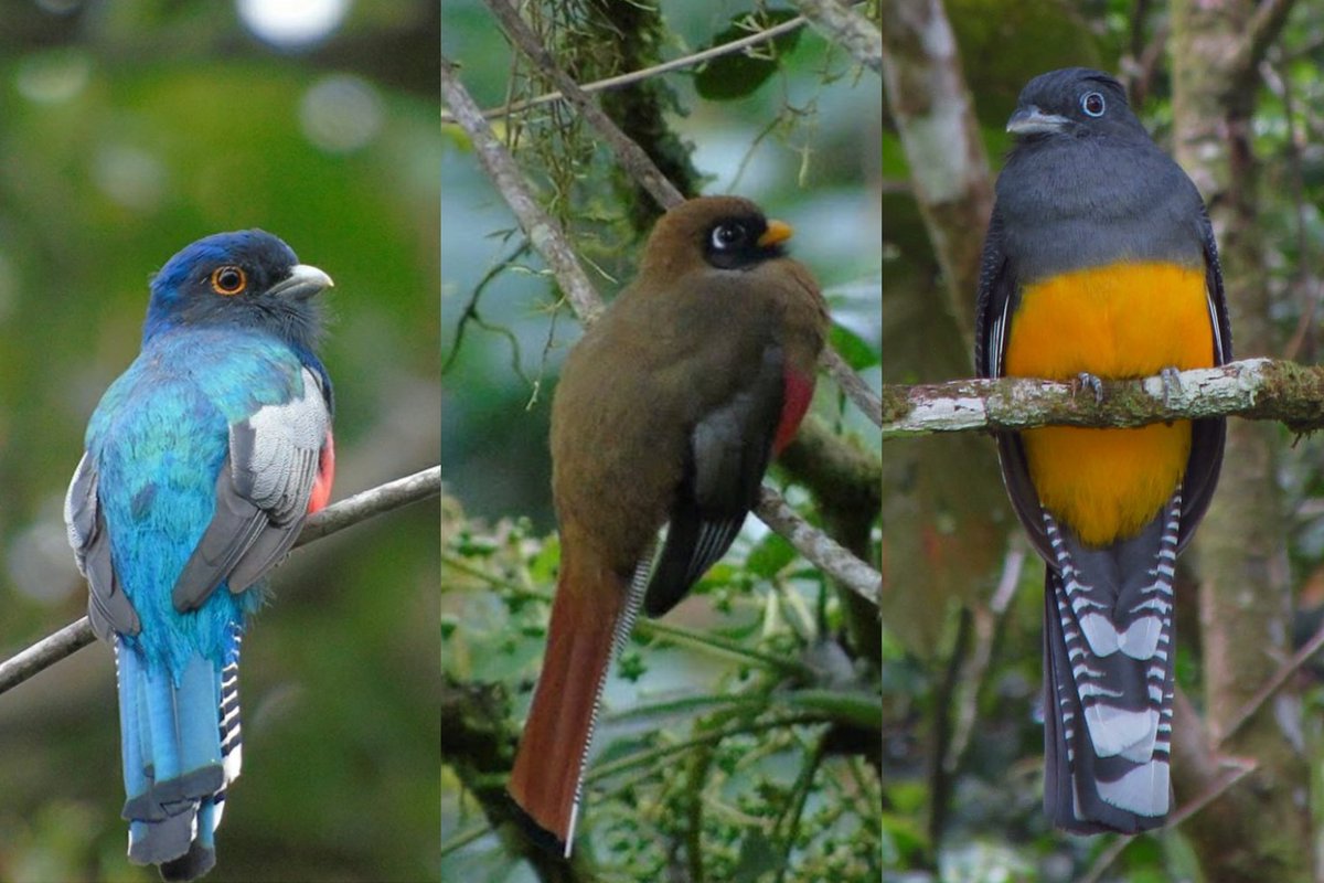 Trogones 
1.(Trogon curucui)
2.(Trogon personatus)
3.(Trogon viridis)
#trogon #trogones #trogoncurucui #trogonviridis #birding #birdphotographer #birdingphotography