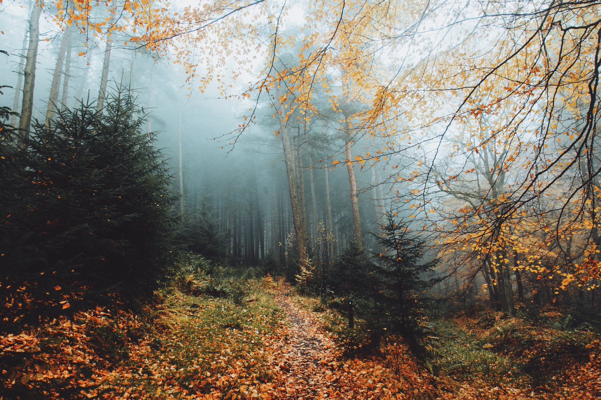 DanielCasson1's tweet photo. Can’t wait for this 🍂🍁 https://t.co/IsTg5eEpx8