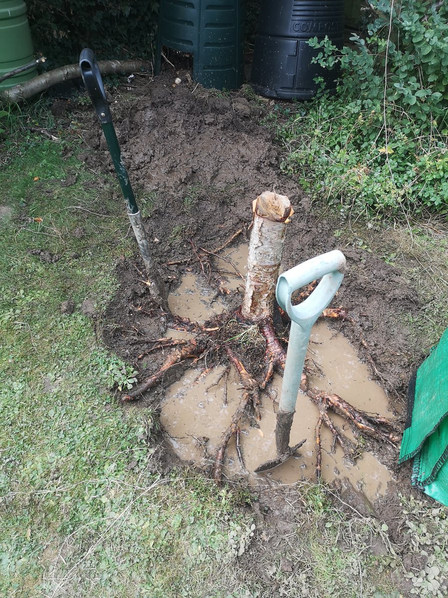 Misty4SRK's tweet photo. @iamsrk Hi hon. Glad to see pics of you at #BardOfBlood preview night. Hope it was a success & everyone enjoyed it.
We had a lil sun today, so I dug out a tree stump and planted my #SRKTree. Surprising how much it's grown in 3/4 years.
Hope your ideas are growing apace. Love U 😘 https://t.co/k8yKVB73f6