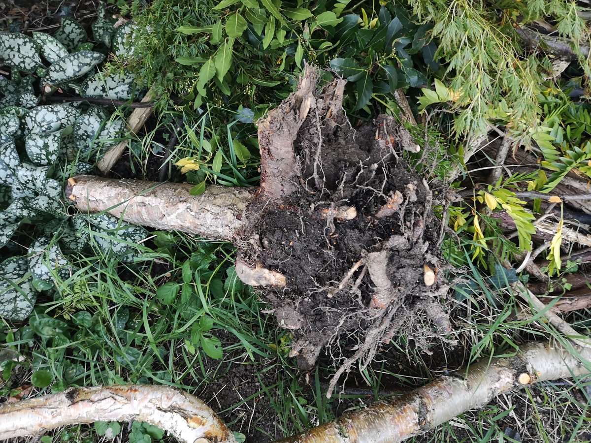 Misty4SRK's tweet photo. @iamsrk Hi hon. Glad to see pics of you at #BardOfBlood preview night. Hope it was a success & everyone enjoyed it.
We had a lil sun today, so I dug out a tree stump and planted my #SRKTree. Surprising how much it's grown in 3/4 years.
Hope your ideas are growing apace. Love U 😘 https://t.co/k8yKVB73f6