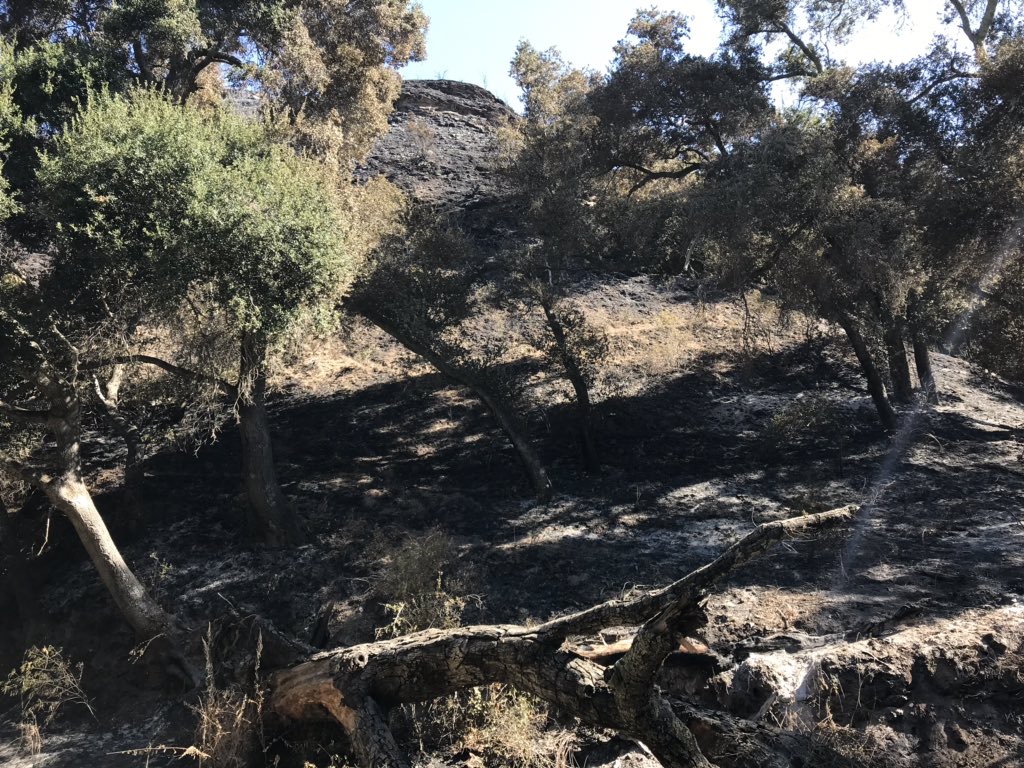 CALFIRE_SLO's tweet image. [IMAGES] #LopezFire #ElCarisoHotShots work a steep rocky section of the fire. @R5_Fire_News @forestservice #CountyofSlo #LopezLake