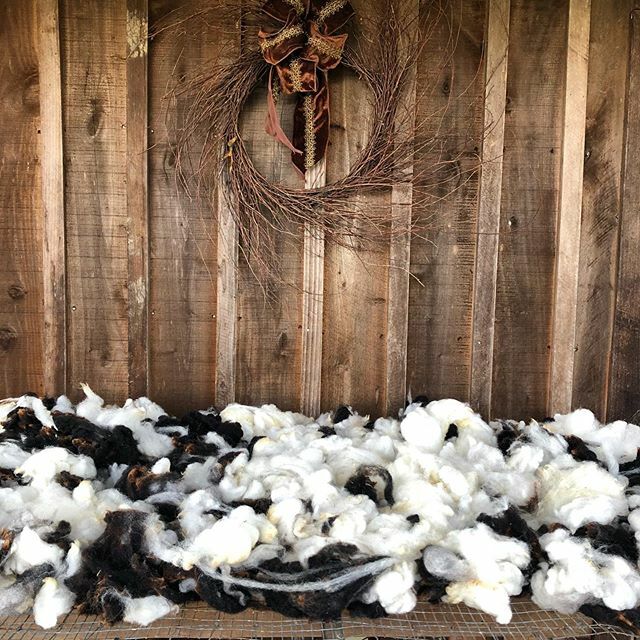 crazysheeplady's tweet image. Tara, out on the drying rack. Getting ready to head to Ohio Valley Natural Fibers for a roving run in preparation for the Kentucky Wool Festival next month aka less than two weeks 😳. #kywoolfest #wool #woolprocessing #jacobsheep #handspinning ift.tt/2miieS3