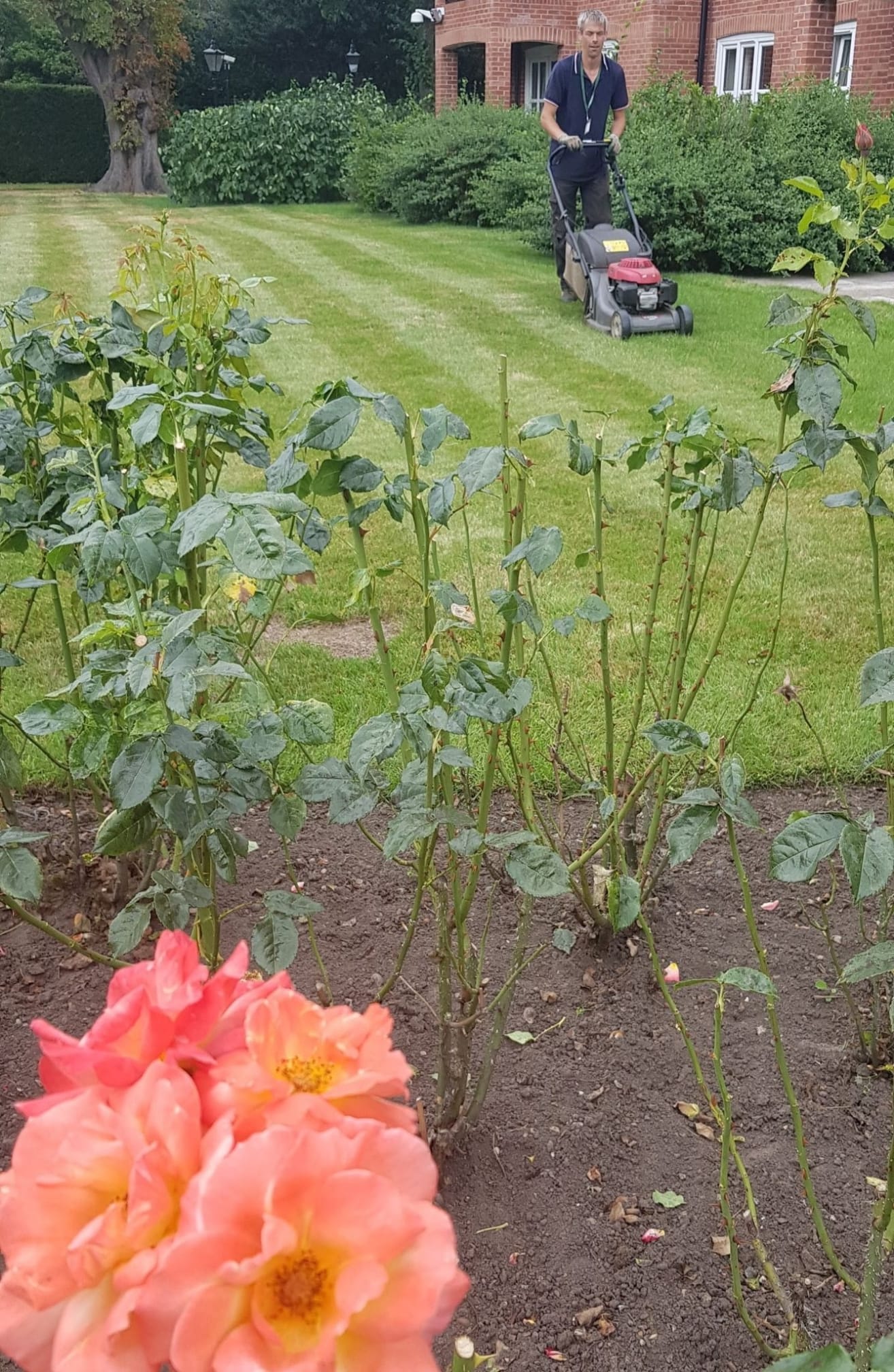 Essential Gardens Ltd on Twitter and residential grounds