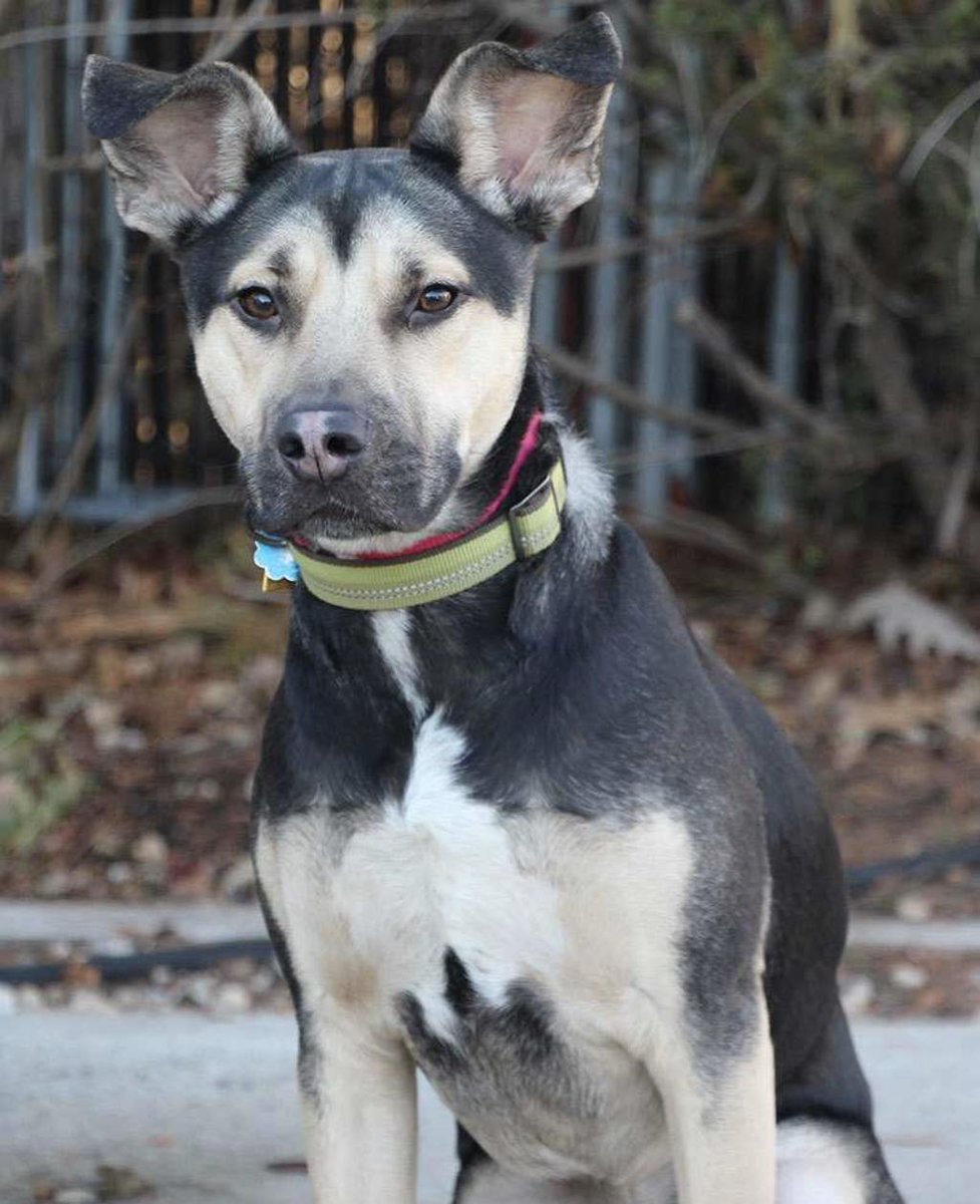 AnimalLeague's tweet image. Maximus loves to play and he’ll amuse you with his antics. He’d like to have another active dog to pal around with so he can have even more fun!  This handsome boy is housebroken and can sit and give paw on command. #GetYourRescueOn