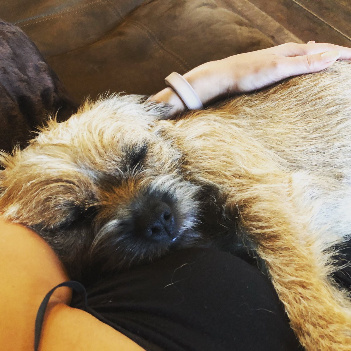 mabel_bess's tweet photo. mmm cumfy, nighty night pals 🐾💋 #puppylove #btposse https://t.co/0LxSZXIhsL