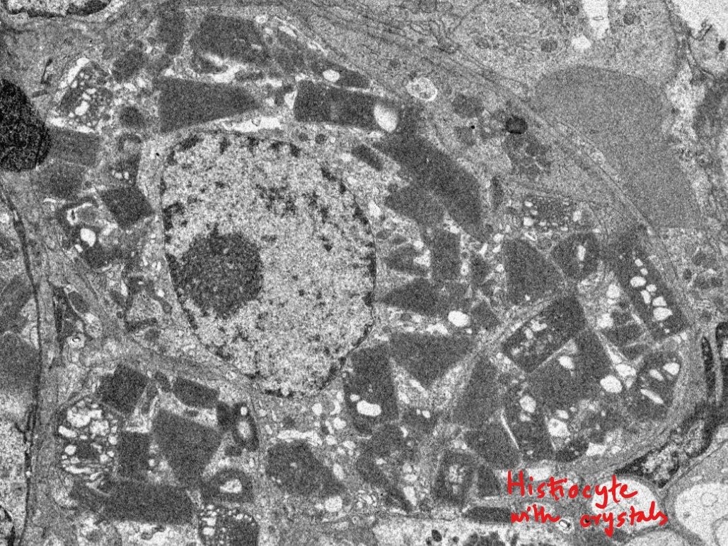 Rajib Gupta tweet media