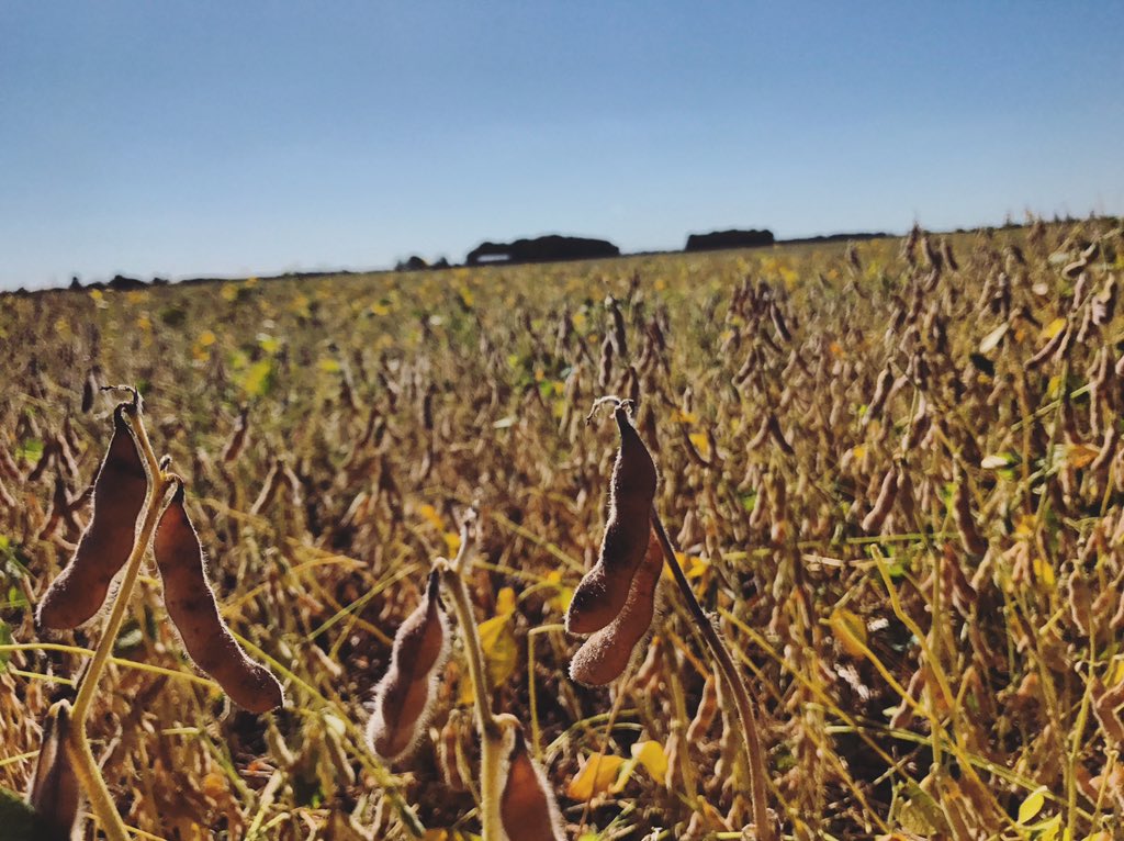 Happy 1st day of Fall! We love the sight of beans turning!