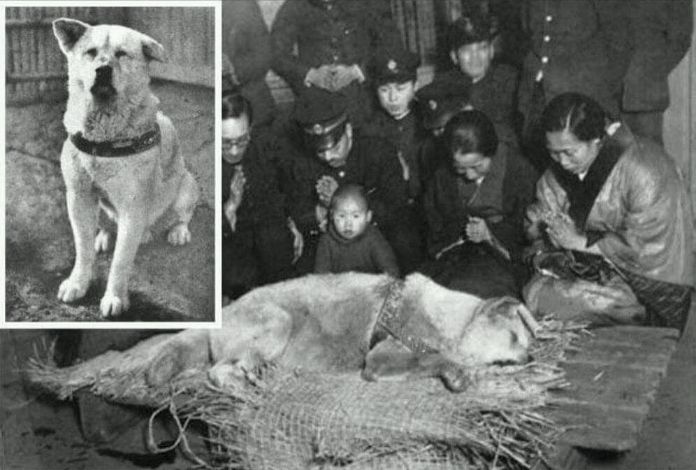 Почему перед смертью собаки. Хатико профессор Хидэсабуро Уэно. Хатико 1934. Уэно хозяин Хатико.