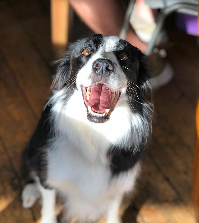 “WOOF...... well it’s 5 O’ Clock somewhere and I’m parched, TWK is shut on Monday’s so I guess I’ll have to wait until tomorrow at 3pm for a nice glass of Rioja Crianza and a delicious meat board, my favourite ..... WOOF” #woofwall #dogsarewelcome #bringyourdoggy #dogsofinst…