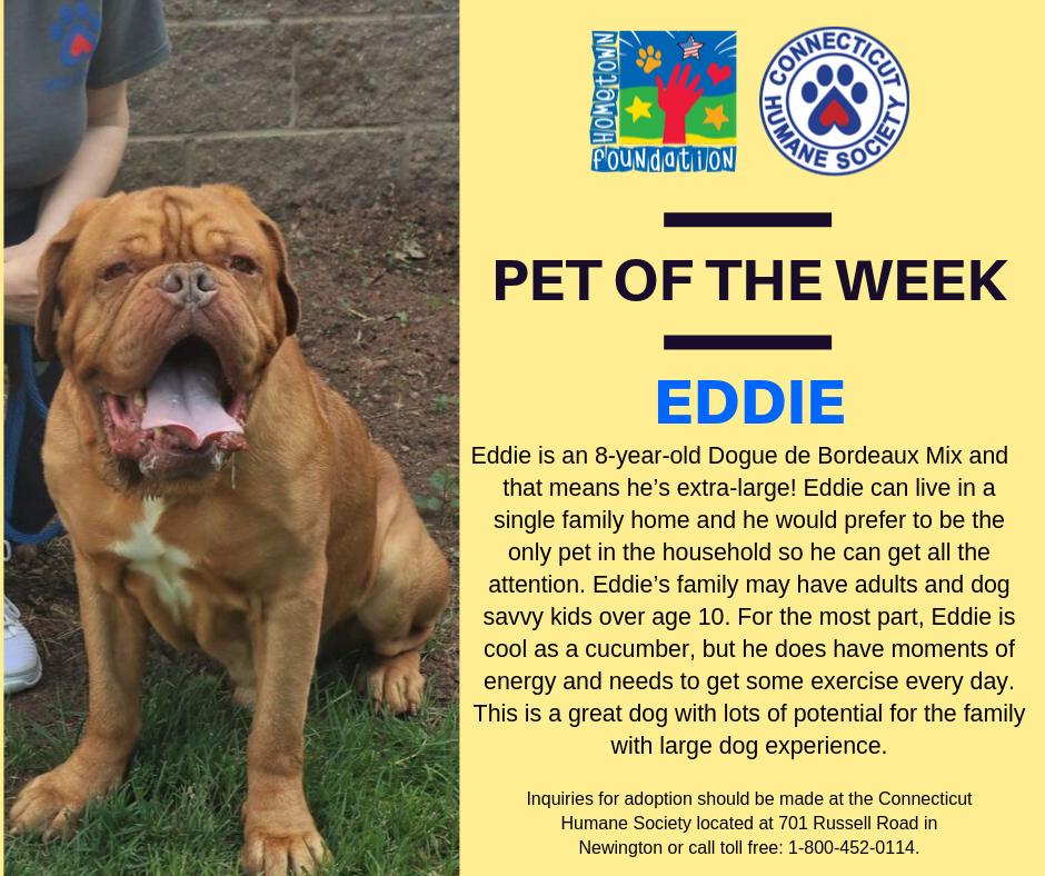 DreamRideExp's tweet image. Introducing our &quot;Pet of the Week&quot; with @cthumane Society! Each week we will feature a new adoptable pet that is looking for their forever home. #PetoftheWeek #AdoptablePets #HometownPets #ForeverHomes #CTHumaneSociety