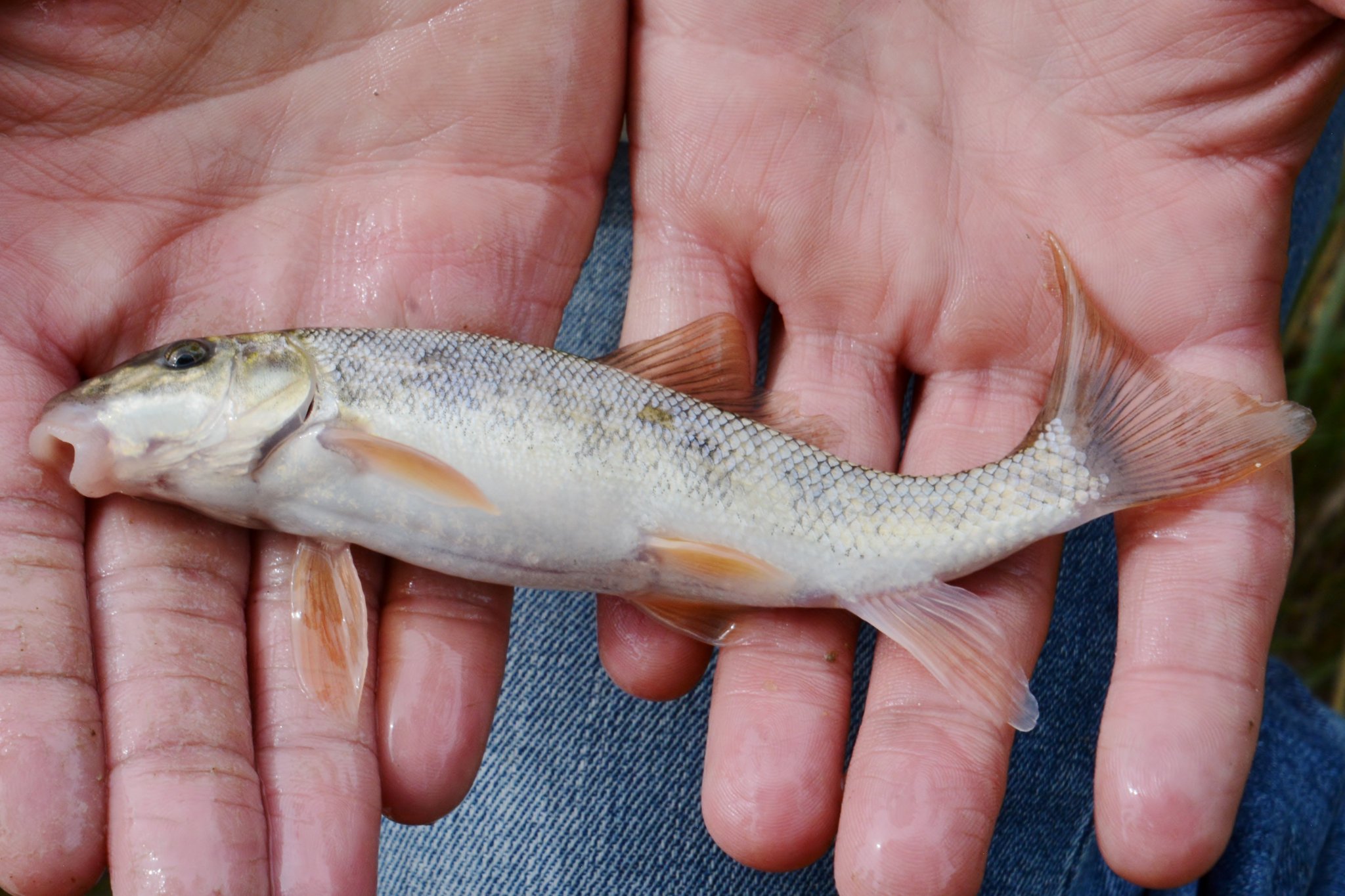 CPW SE Region on X: @COParksWildlife @USGS The survey produced an  assortment of large white suckers, smaller long-nose dace and creek chub,  several fathead minnows and even a few crayfish.  /  X